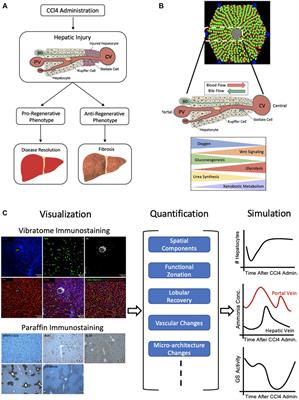From Seeing to Simulating: A Survey of Imaging Techniques and Spatially-Resolved Data for Developing Multiscale Computational Models of Liver Regeneration